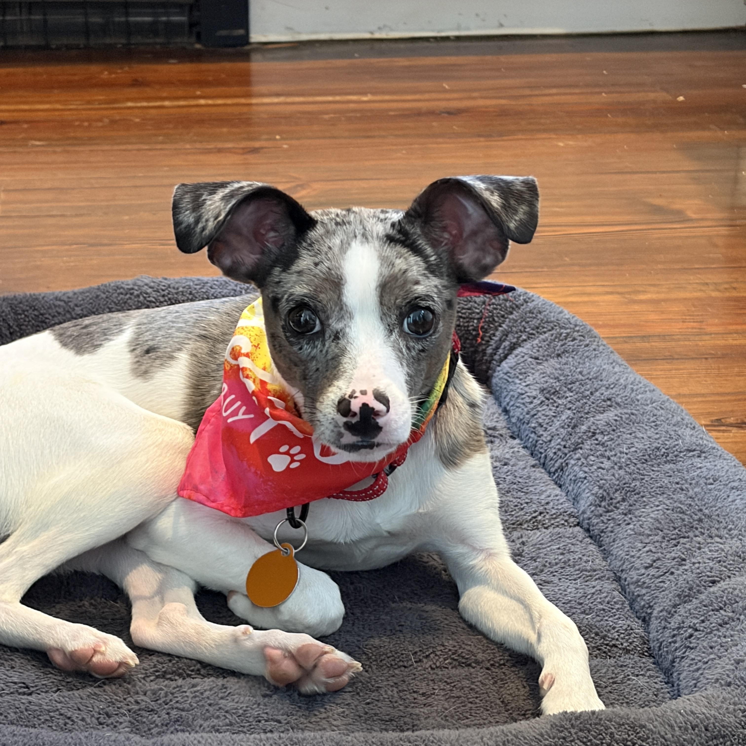 Shelby, ADOPTABLE, Puppy • Female, Parson Russell Terrier.