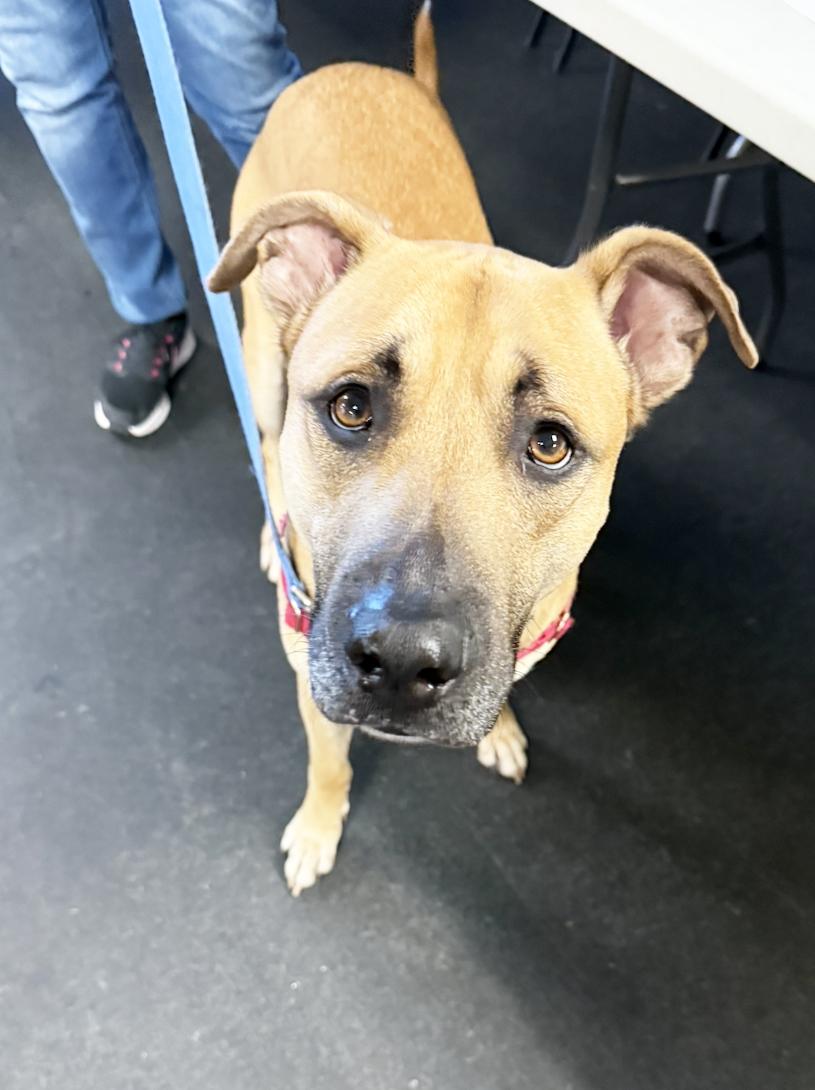 Wheeler-sweet, smart & handsome!, ADOPTABLE, Young Male Mixed Breed.