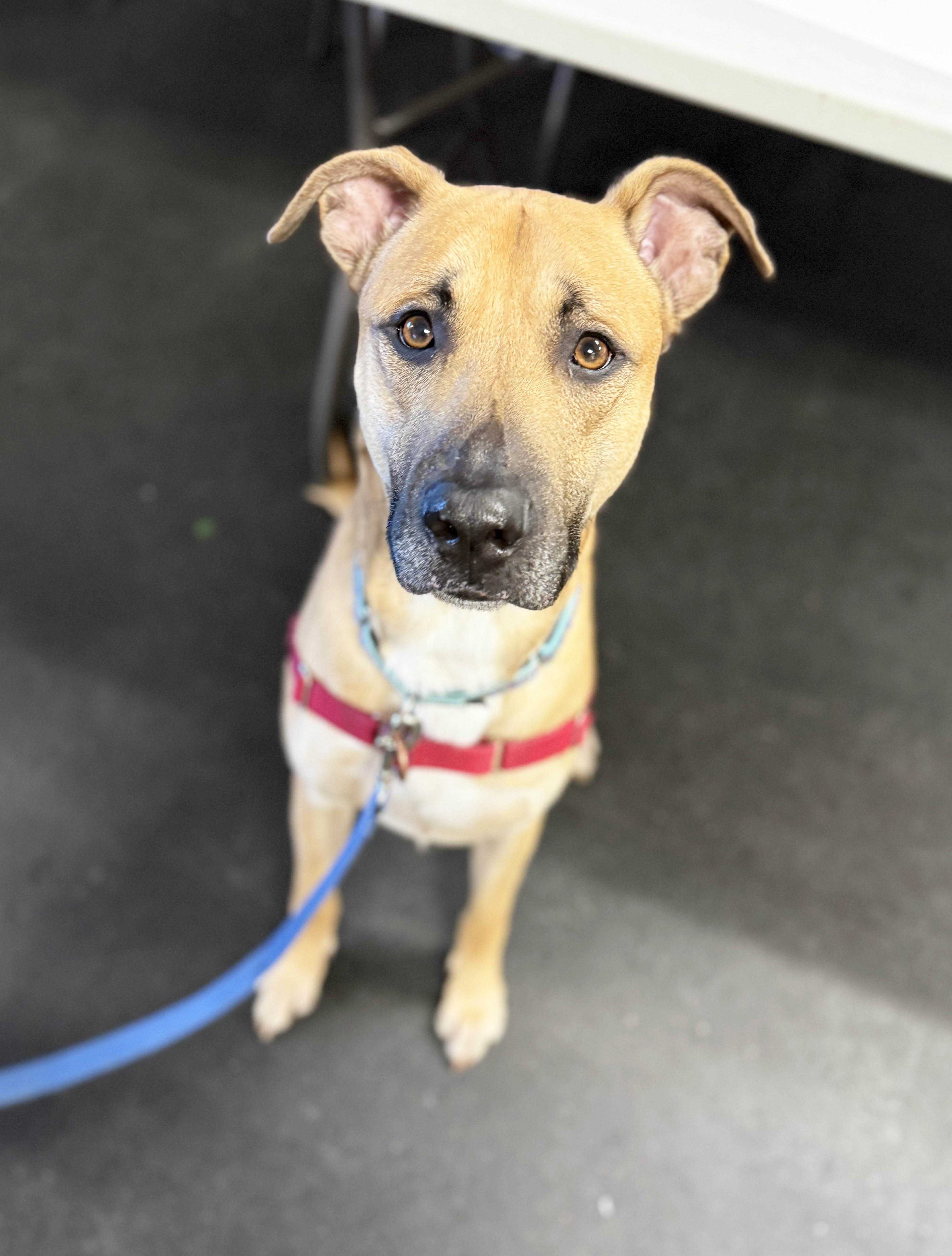 Enlarge Wheeler-sweet, smart & handsome!, a ADOPTABLE mixed breed in Oshkosh, WI image 3/6