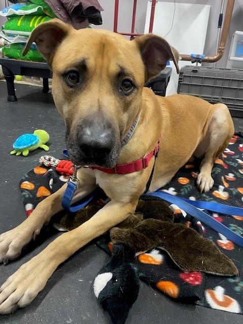 Enlarge Wheeler-sweet, smart & handsome!, a ADOPTABLE mixed breed in Oshkosh, WI image 6/6
