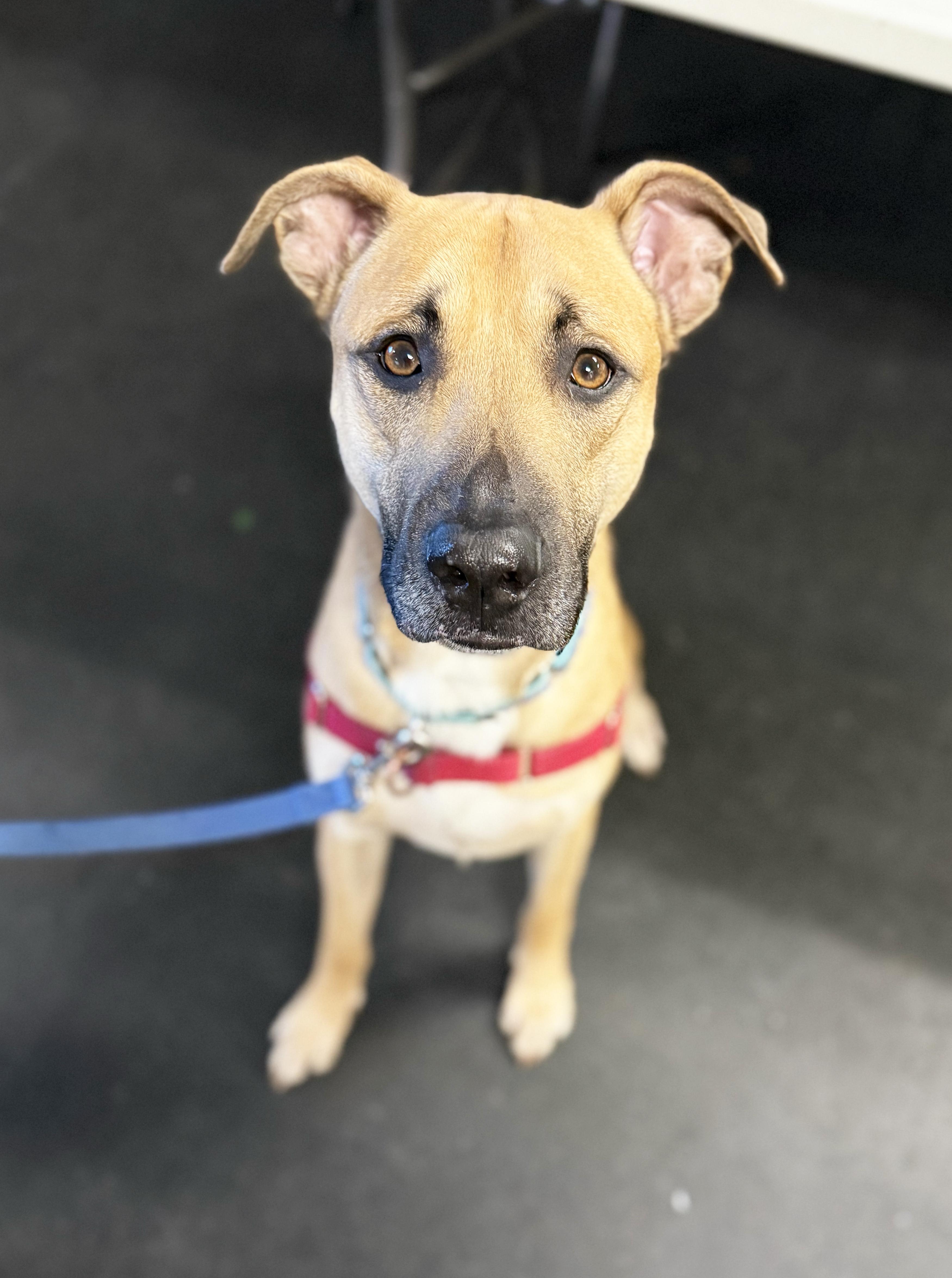 Enlarge Wheeler-sweet, smart & handsome!, a ADOPTABLE mixed breed in Oshkosh, WI image 5/6