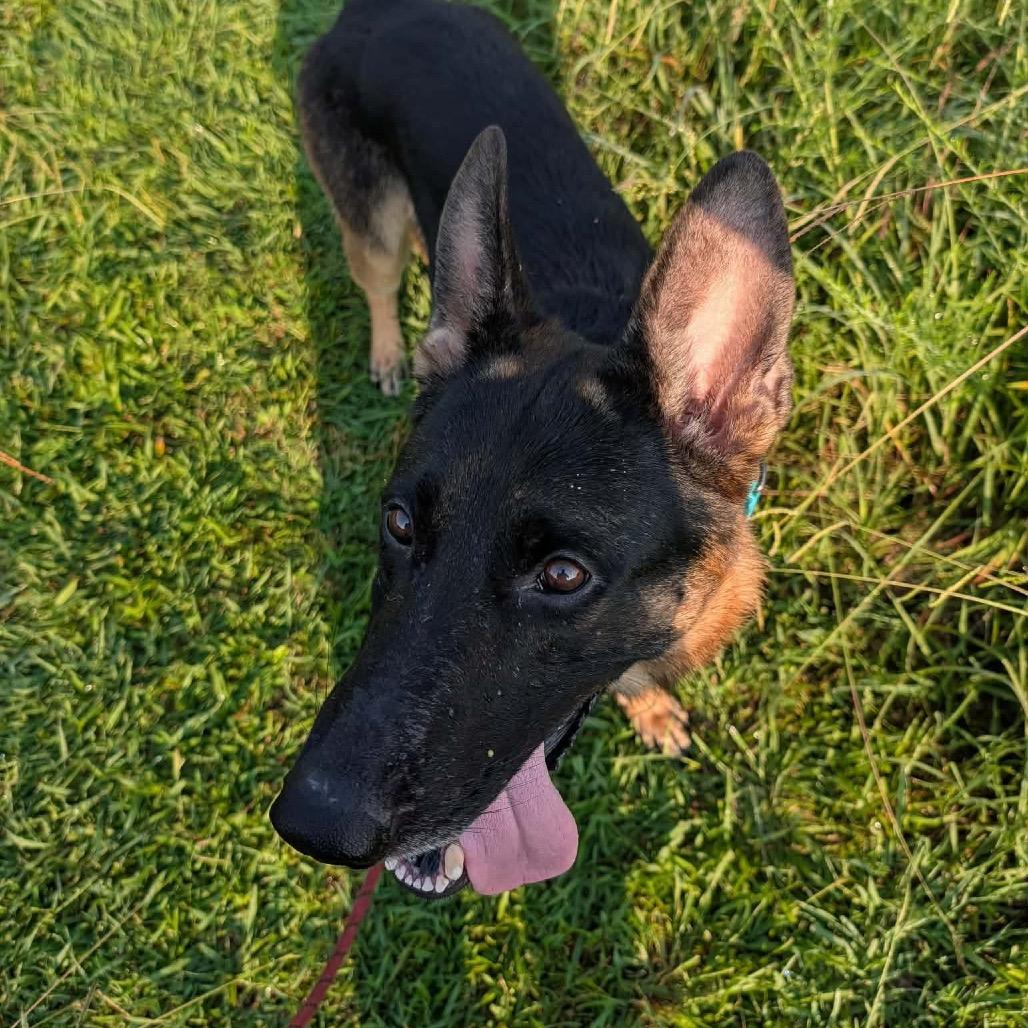 Enlarge Argos, a Adoptable German Shepherd Dog in Clarksville, TN image 1/6