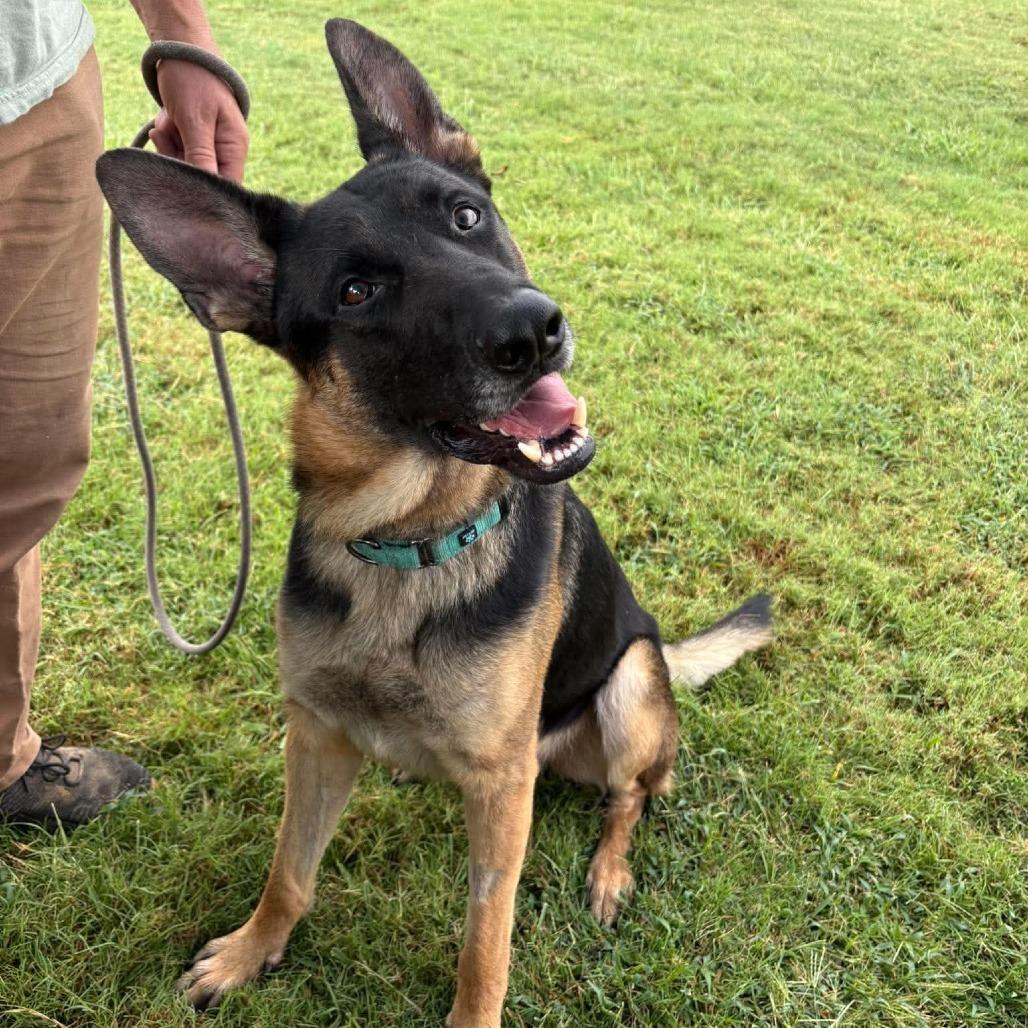 Enlarge Argos, a Adoptable German Shepherd Dog in Clarksville, TN image 2/6