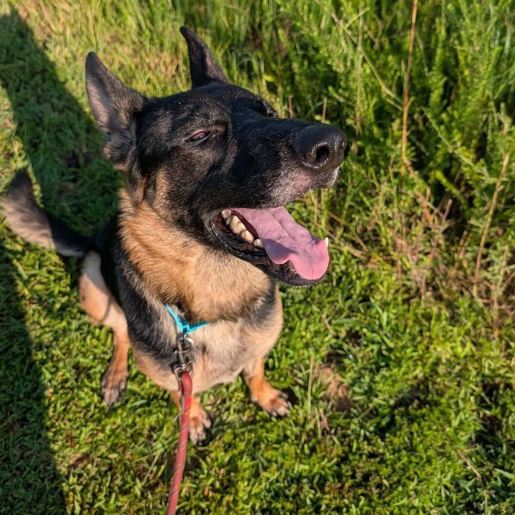 Enlarge Argos, a Adoptable German Shepherd Dog in Clarksville, TN image 3/6
