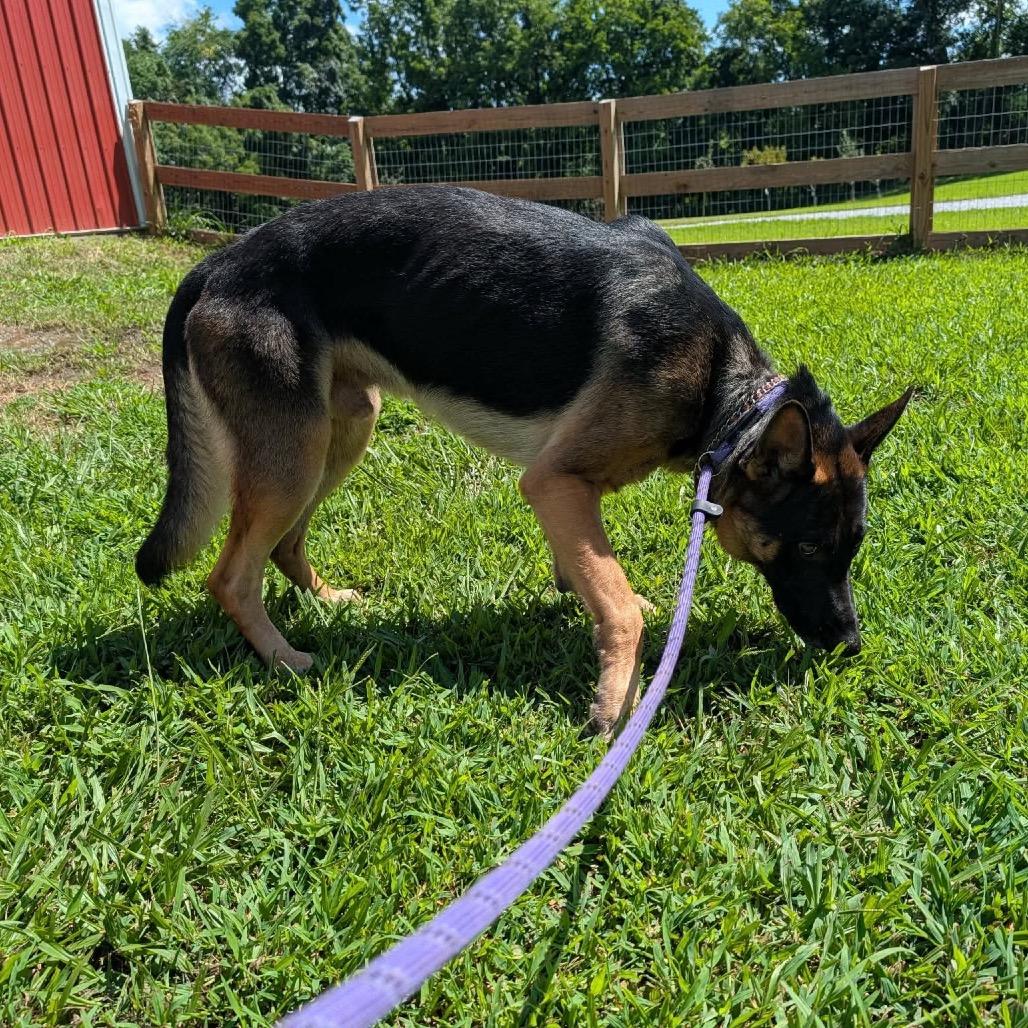 Enlarge Argos, a Adoptable German Shepherd Dog in Clarksville, TN image 4/6