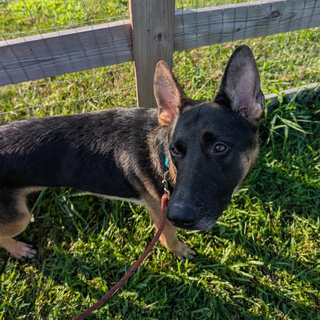 Enlarge Argos, a Adoptable German Shepherd Dog in Clarksville, TN image 5/6