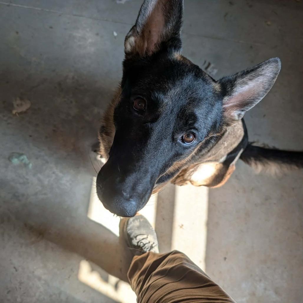 Enlarge Argos, a Adoptable German Shepherd Dog in Clarksville, TN image 6/6