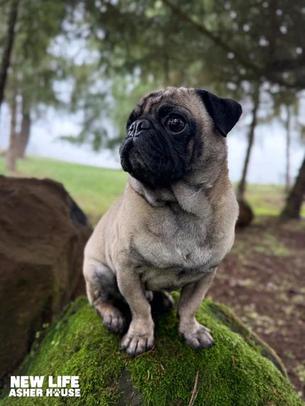 Teeny Bean, adopted, Adult Male Pug.