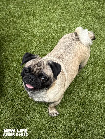 Enlarge Teeny Bean, an adopted Pug in Portland, OR image 2/3