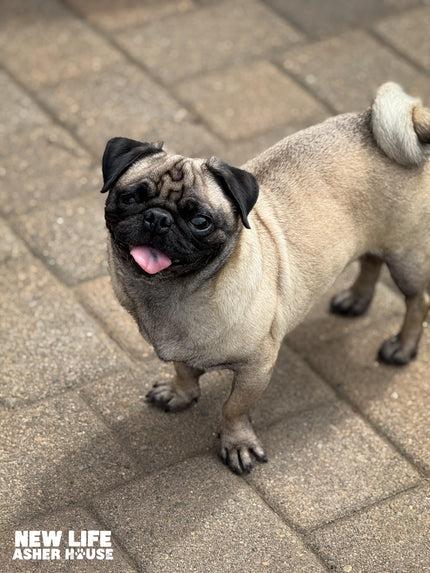 Enlarge Teeny Bean, an adopted Pug in Portland, OR image 3/3