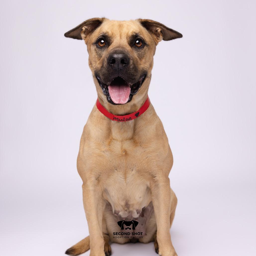 Mulan, Adoptable, Adult Female Rhodesian Ridgeback & Rhodesian Ridgeback.