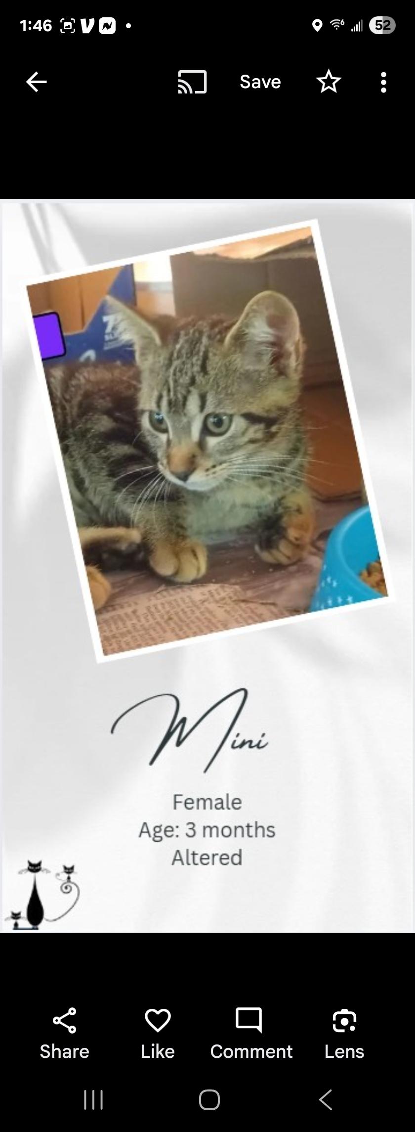 Mini