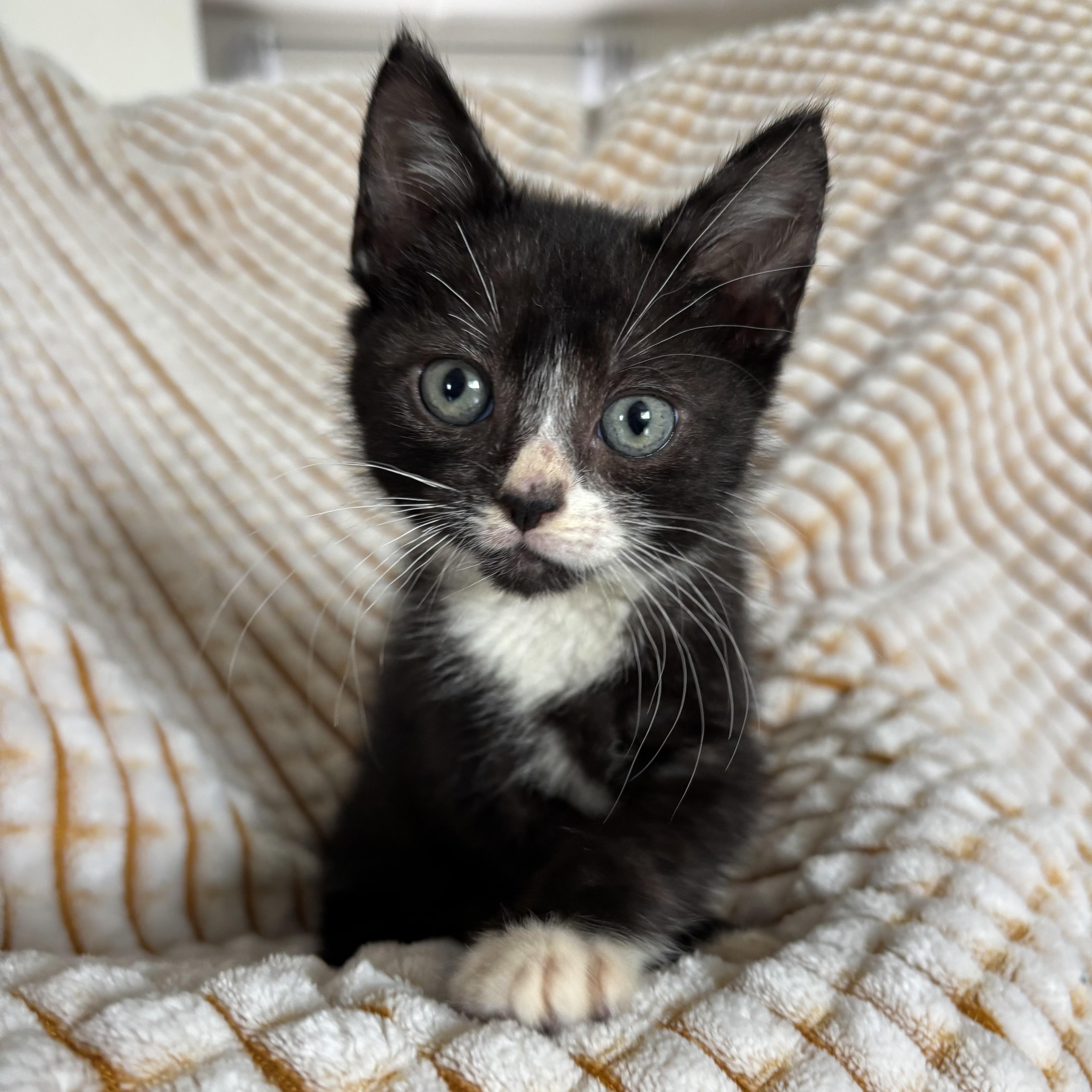 Griffin, an adoptable Tuxedo in Monroe, WA image 6/6