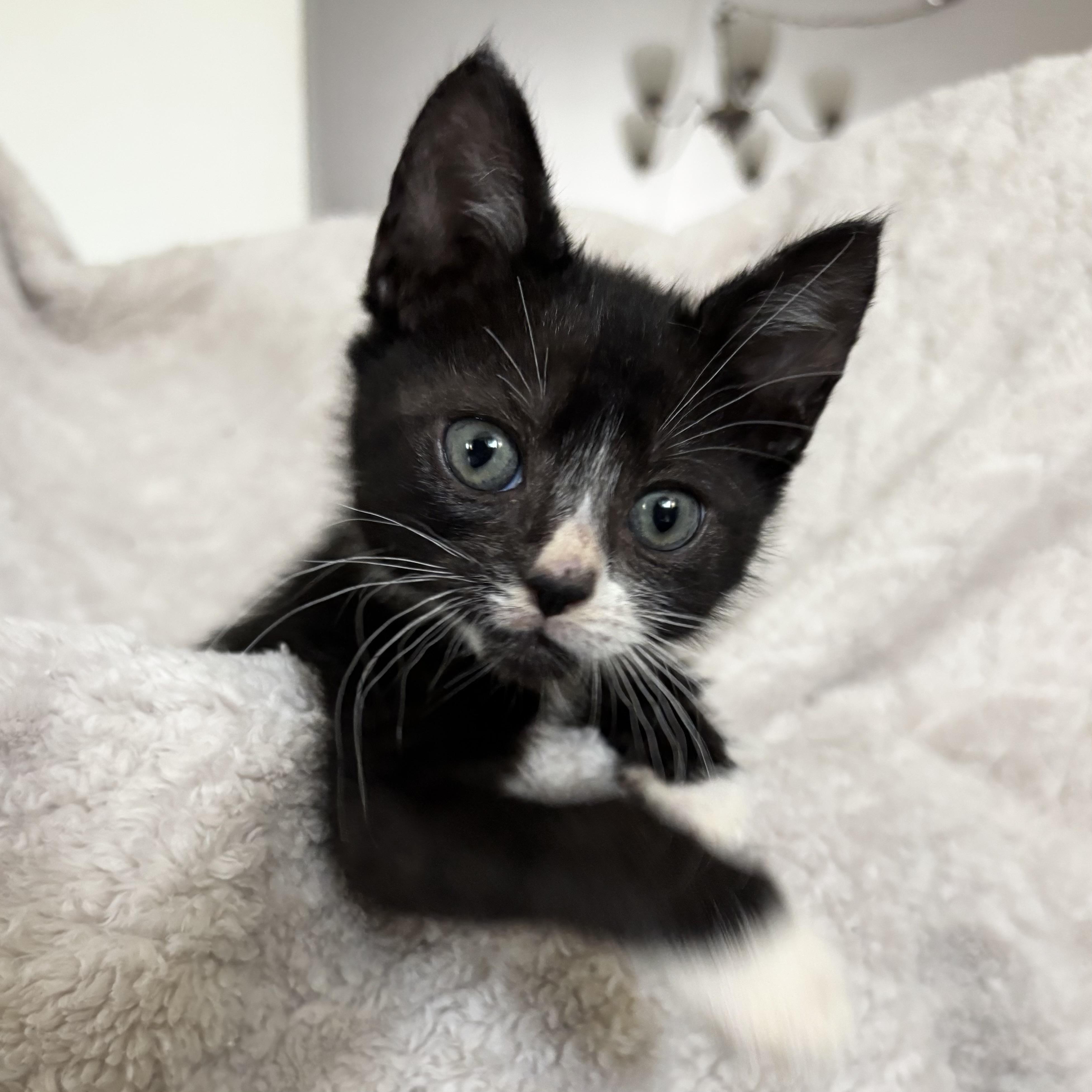 Griffin, adoptable, Kitten Male Tuxedo.