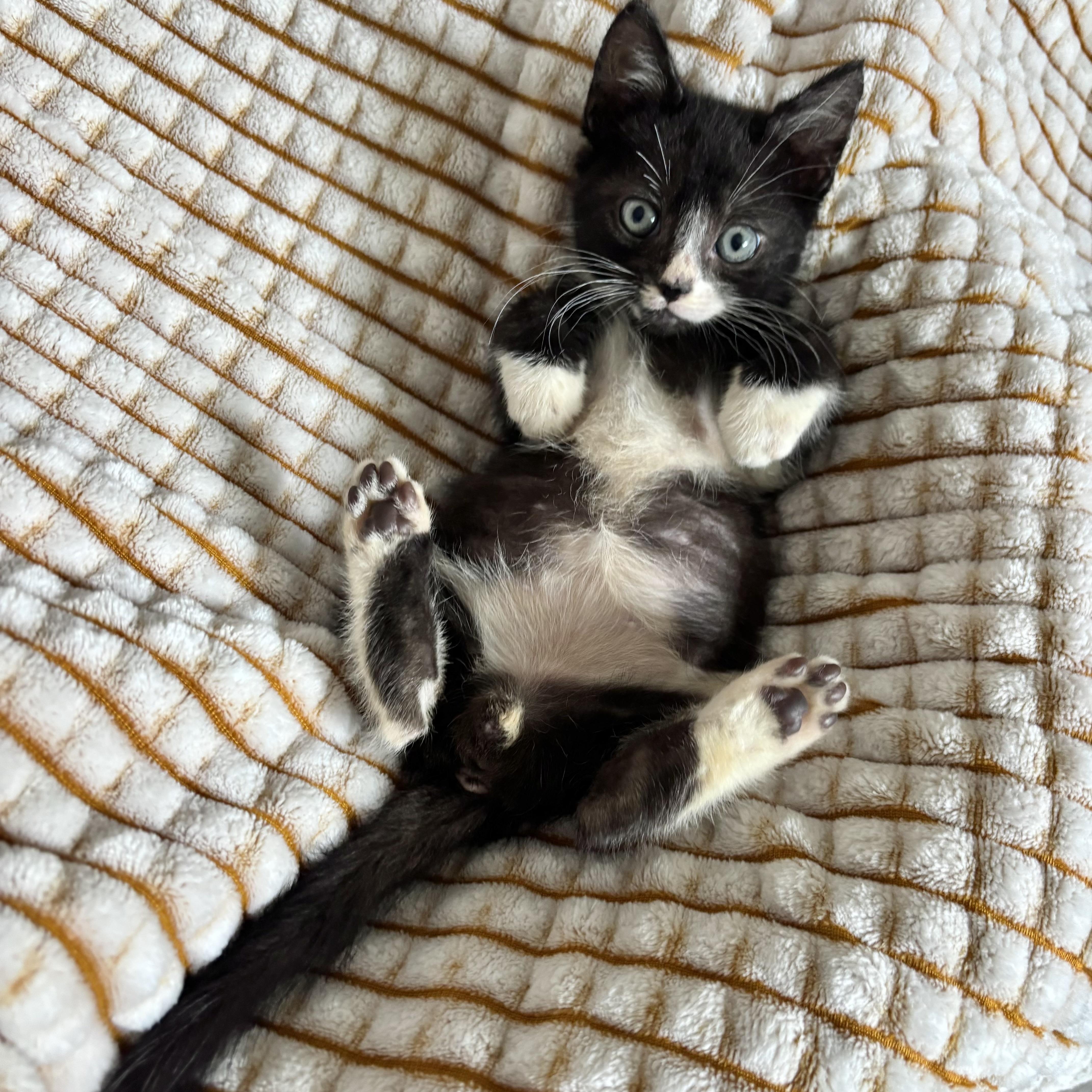 Griffin, an adoptable Tuxedo in Monroe, WA image 4/6