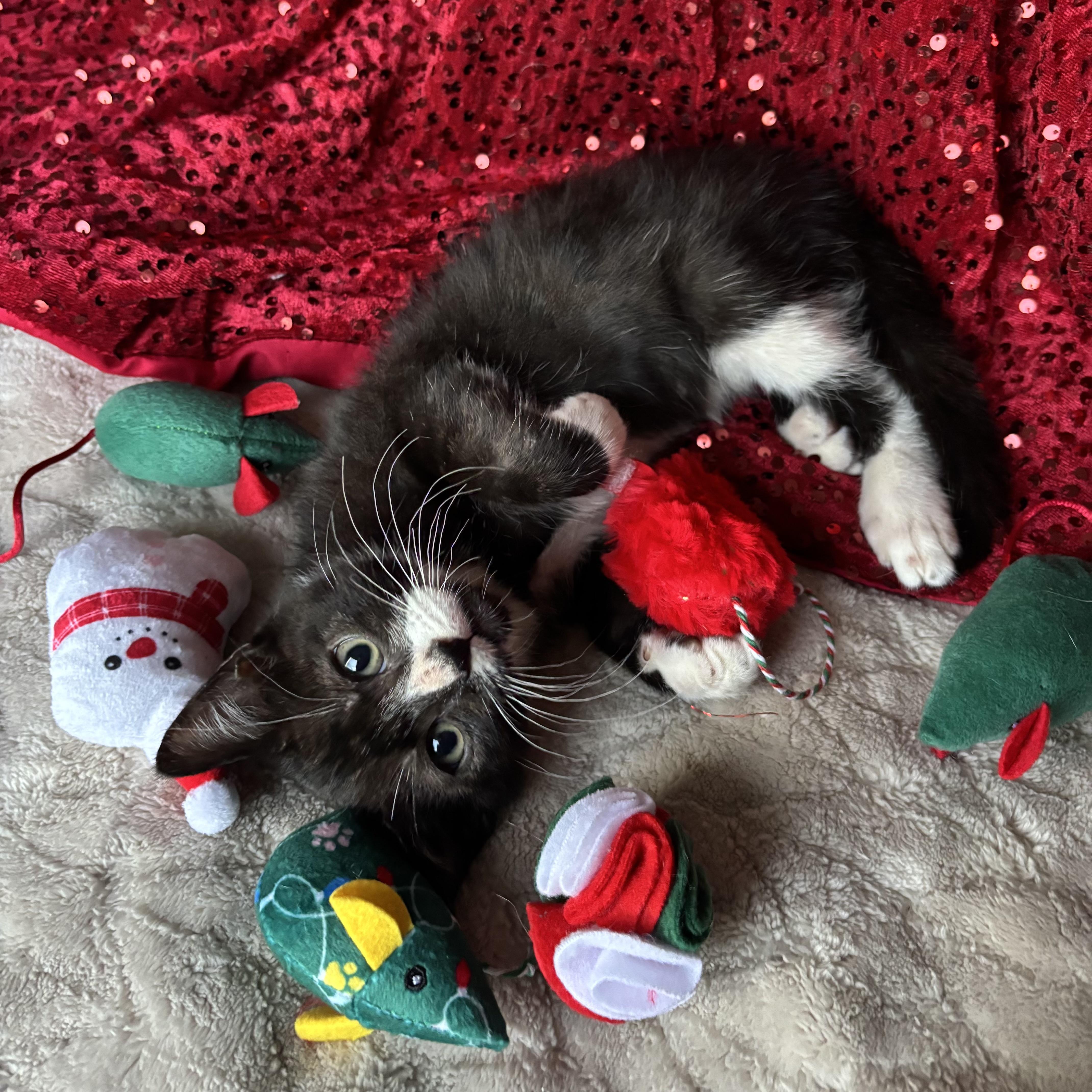 Griffin, an adoptable Tuxedo in Monroe, WA image 2/6