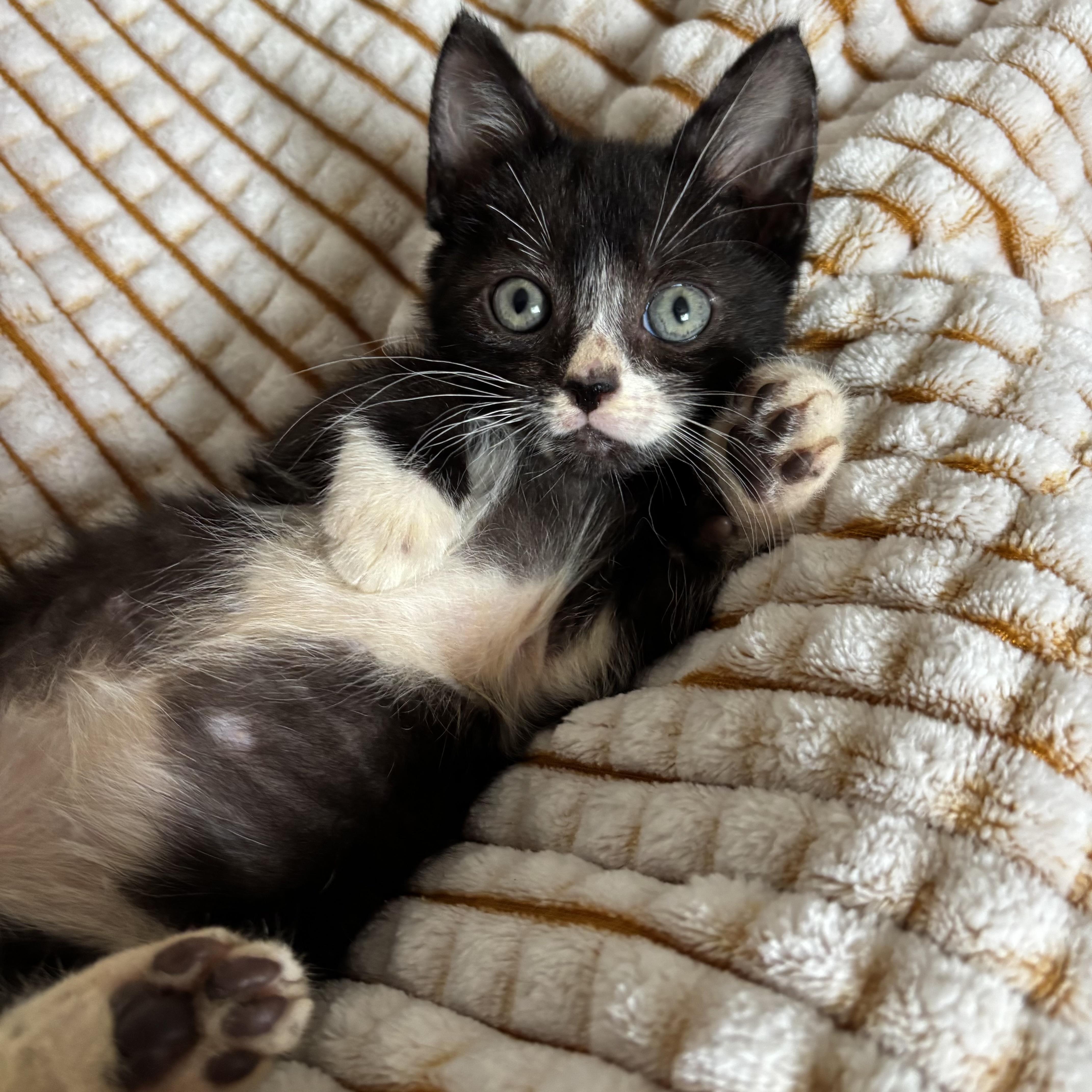 Griffin, an adoptable Tuxedo in Monroe, WA image 5/6