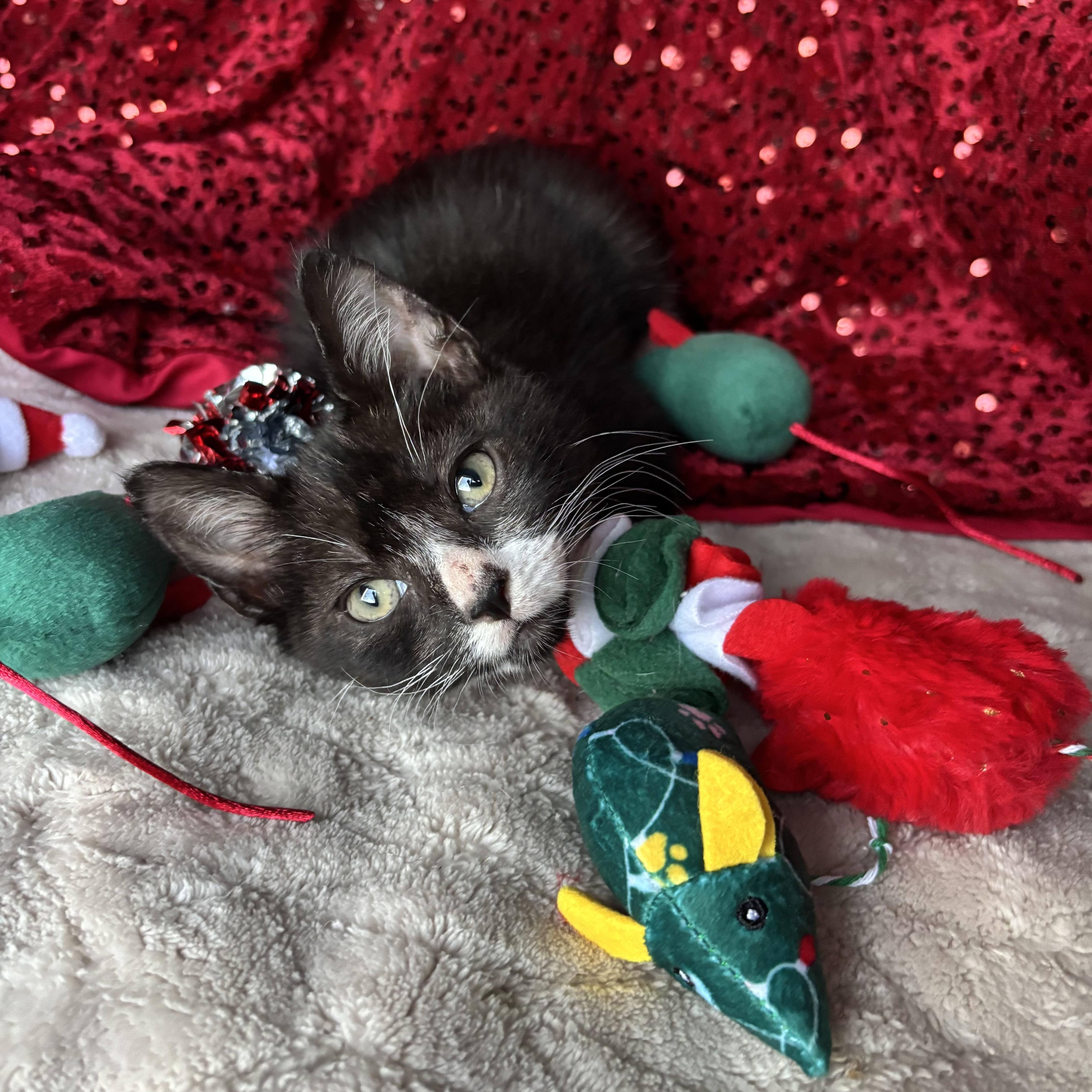 Griffin, an adoptable Tuxedo in Monroe, WA image 3/6