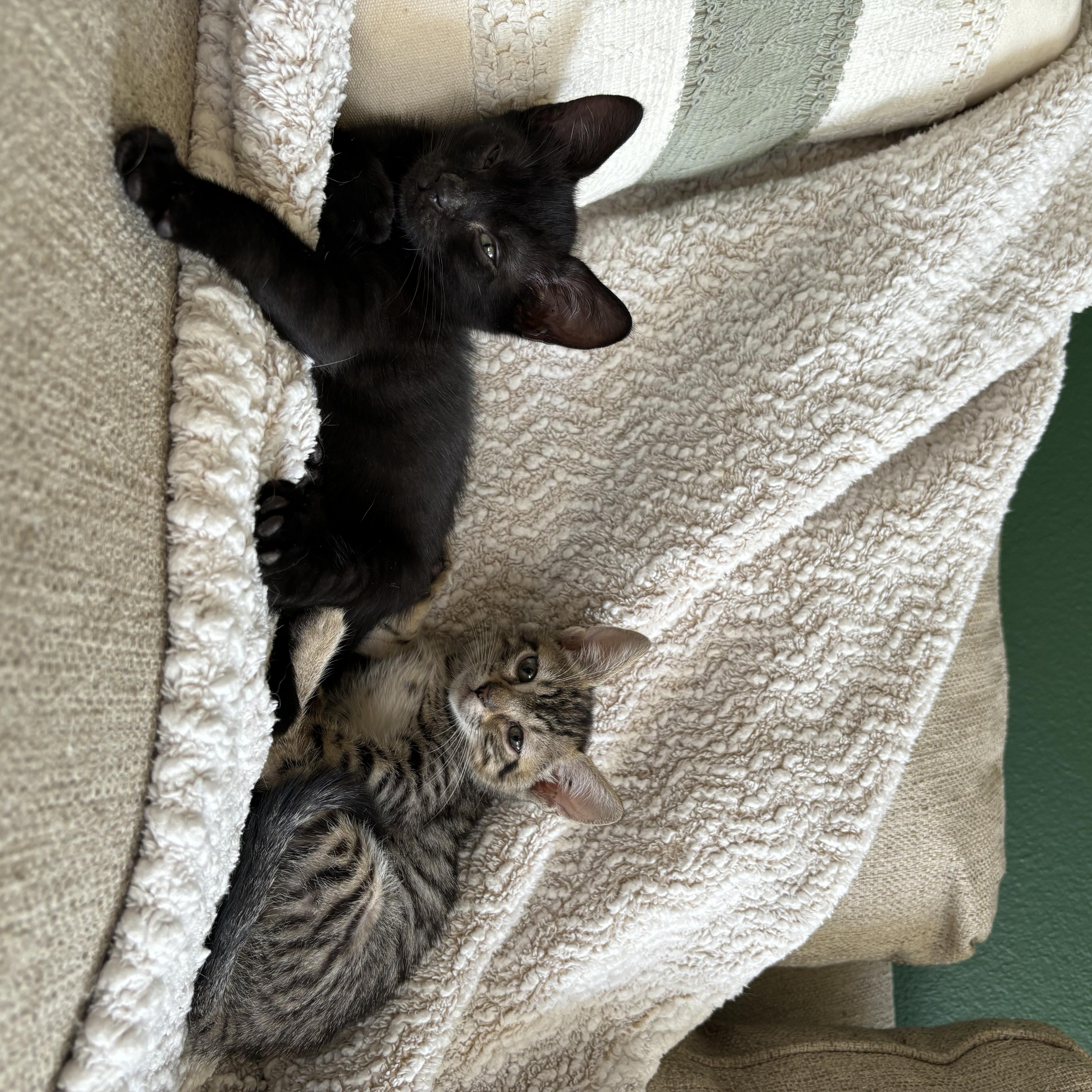 Enlarge Bubble, a Adopted Domestic Short Hair in Arlington, VA image 3/5