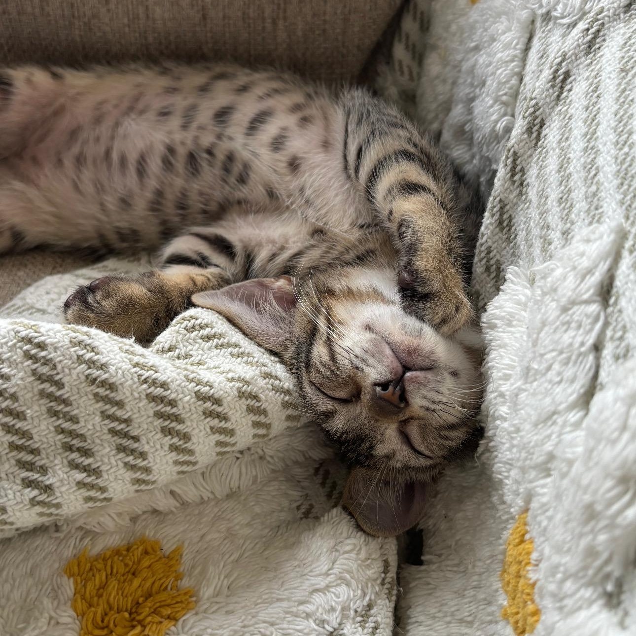 Enlarge Bubble, a Adopted Domestic Short Hair in Arlington, VA image 5/5