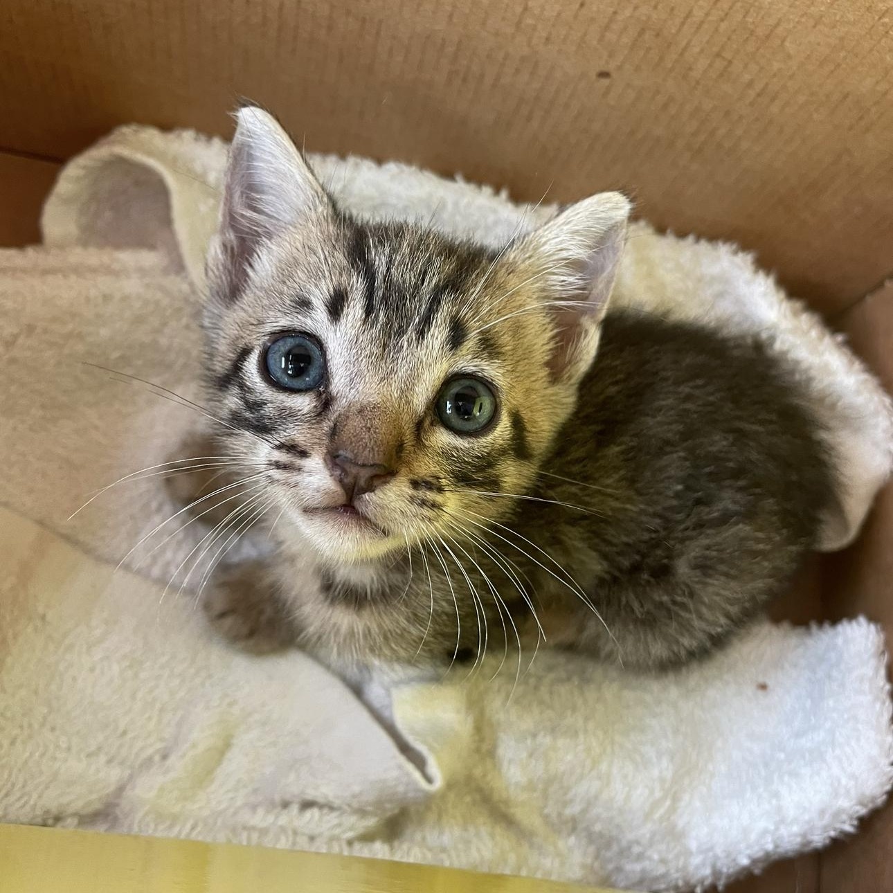 Bubble, Adopted, Kitten Male Domestic Short Hair.