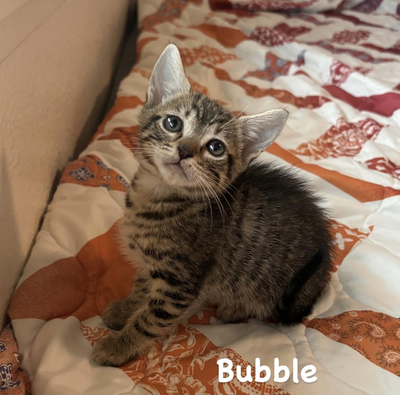 Enlarge Bubble, a Adopted Domestic Short Hair in Arlington, VA image 2/5