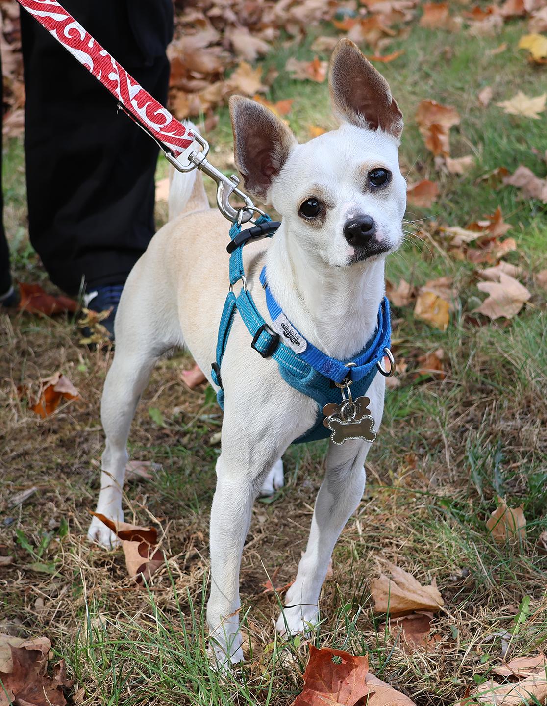 Enlarge Casper, a Adoptable mixed breed in Harrison, NY image 5/6