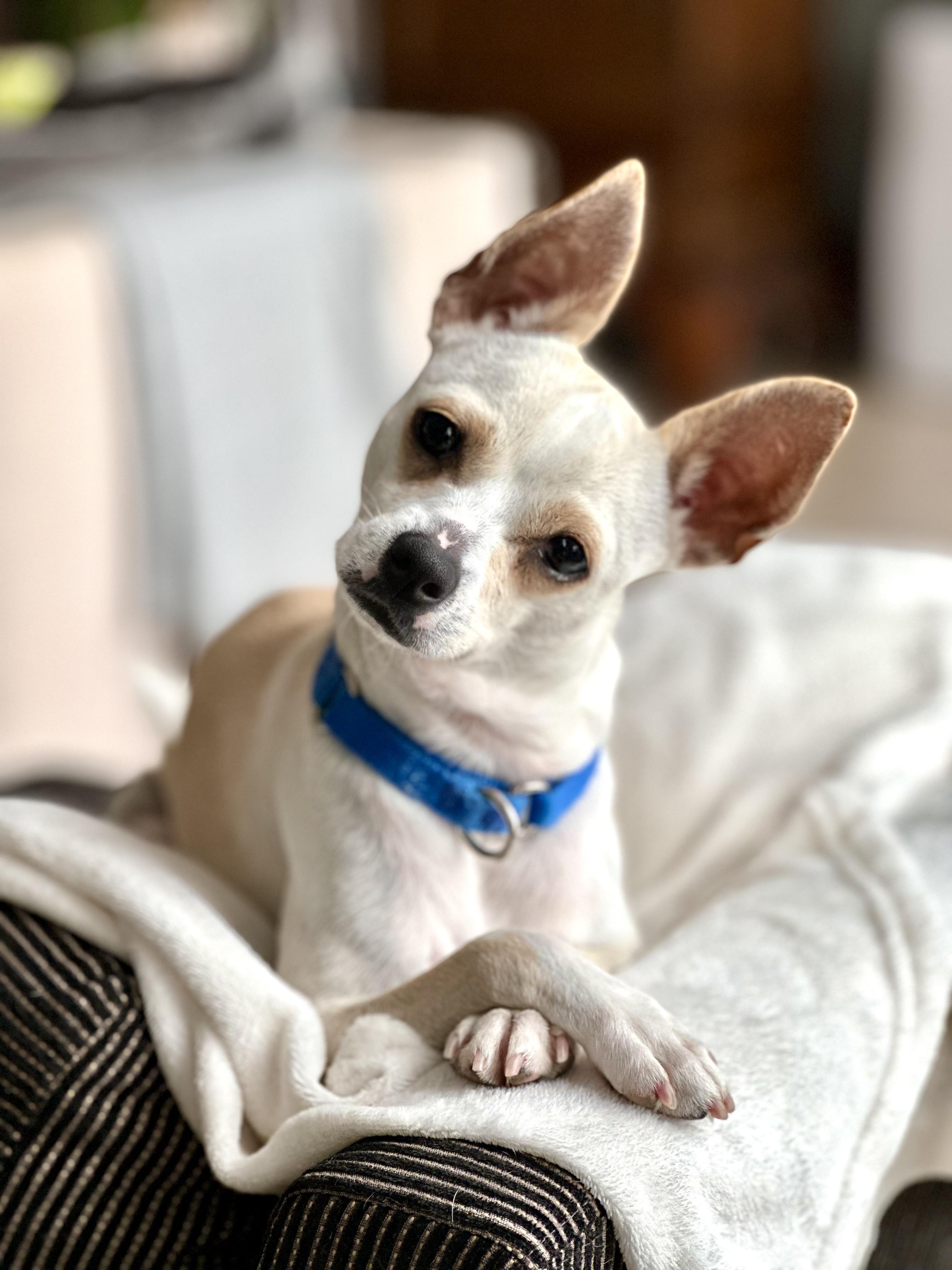 Casper, Adoptable, Young Male Chihuahua.
