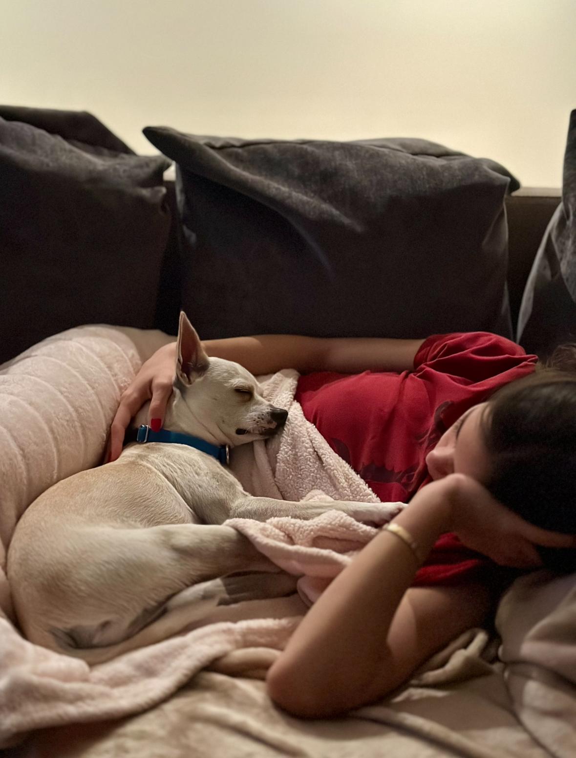 Enlarge Casper, a Adoptable mixed breed in Harrison, NY image 3/6