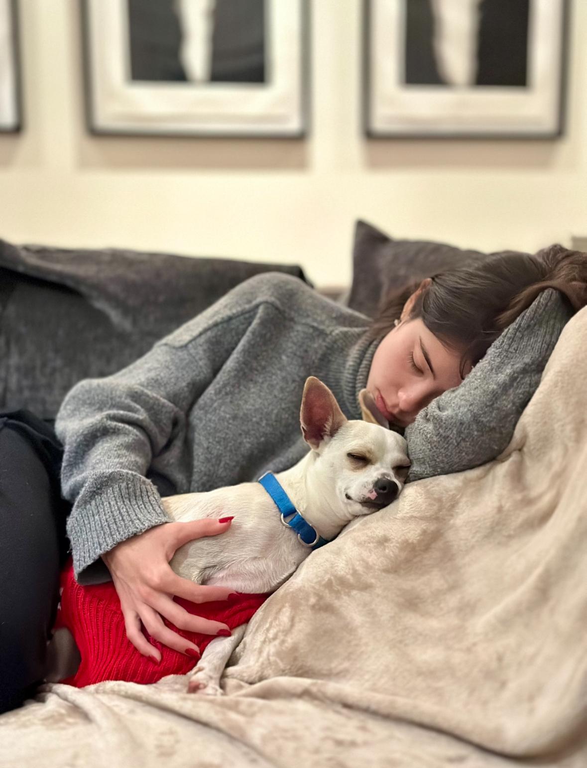 Enlarge Casper, a Adoptable mixed breed in Harrison, NY image 4/6