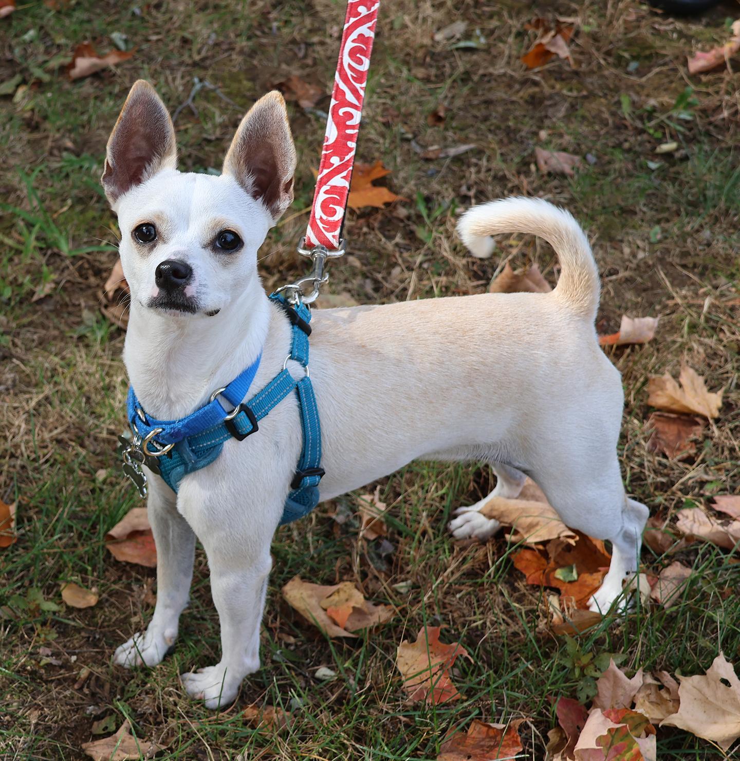 Enlarge Casper, a Adoptable mixed breed in Harrison, NY image 1/6