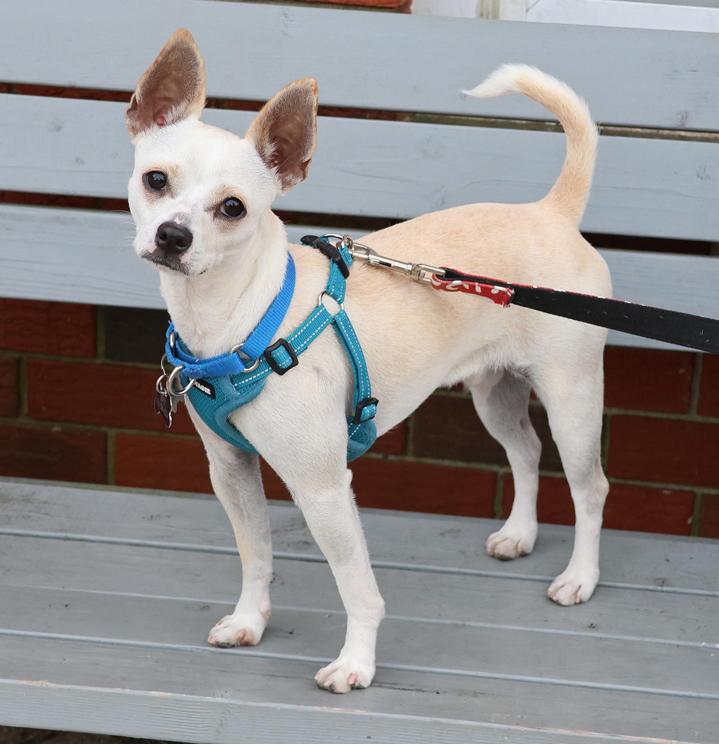 Enlarge Casper, a Adoptable mixed breed in Harrison, NY image 4/6