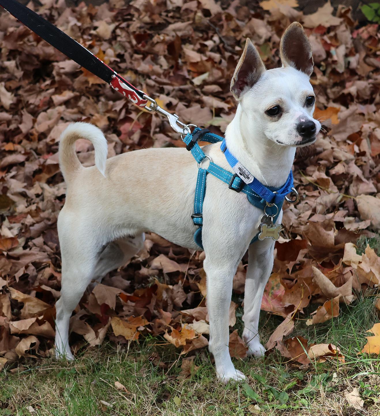 Enlarge Casper, a Adoptable mixed breed in Harrison, NY image 6/6