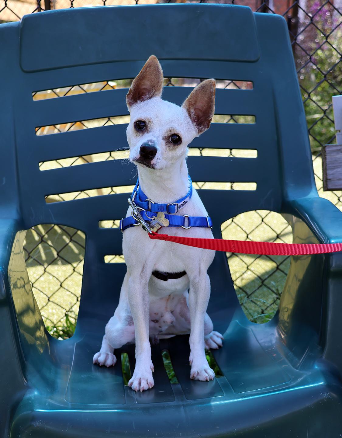 Enlarge Casper, a Adoptable mixed breed in Harrison, NY image 2/6