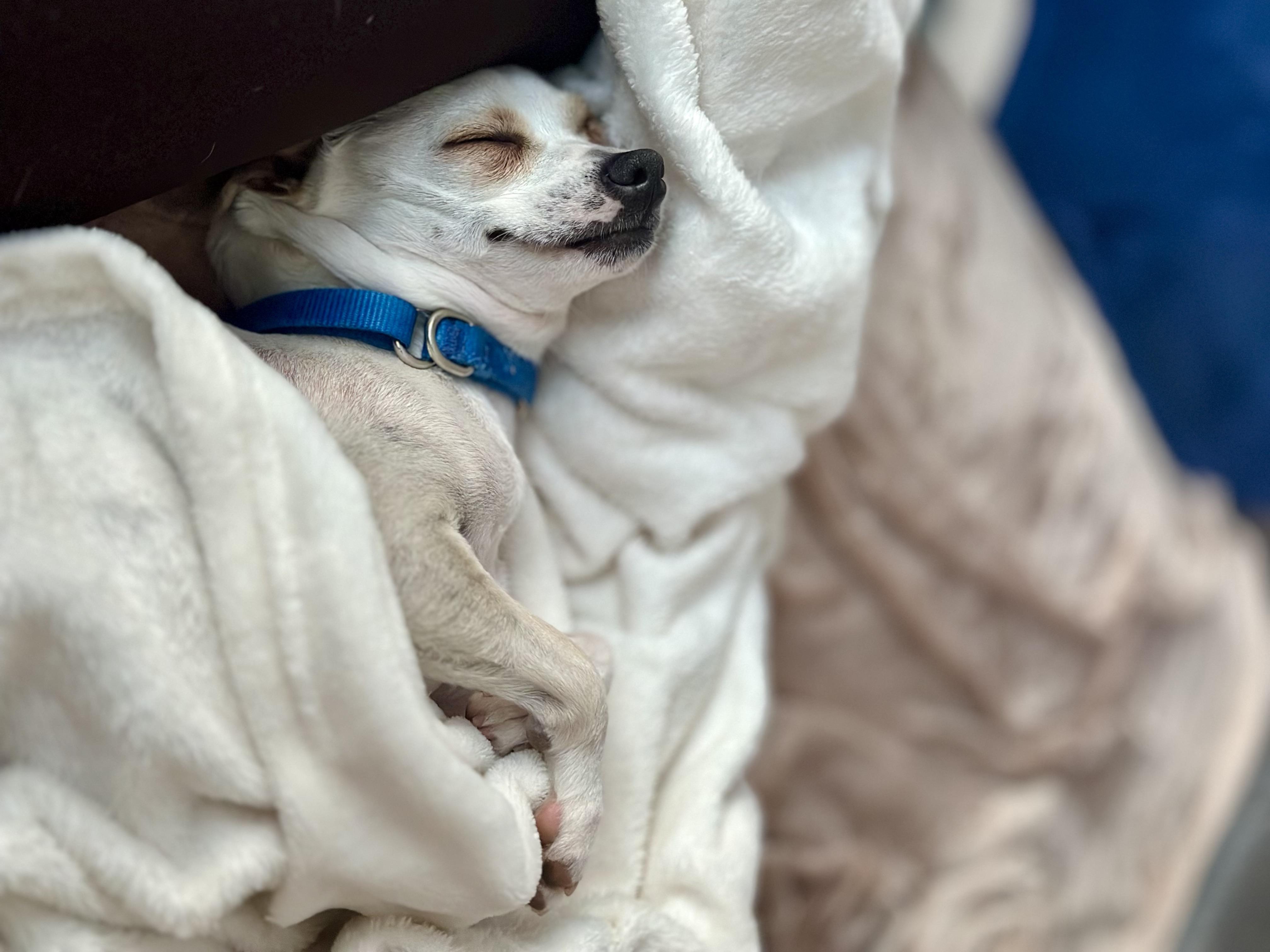 Enlarge Casper, a Adoptable mixed breed in Harrison, NY image 5/6