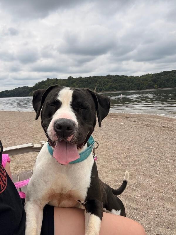 Sifi, a ADOPTABLE Mixed Breed in Miamitown, OH image 2/4