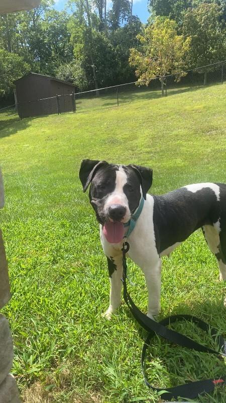 Sifi, a ADOPTABLE Mixed Breed in Miamitown, OH image 1/4