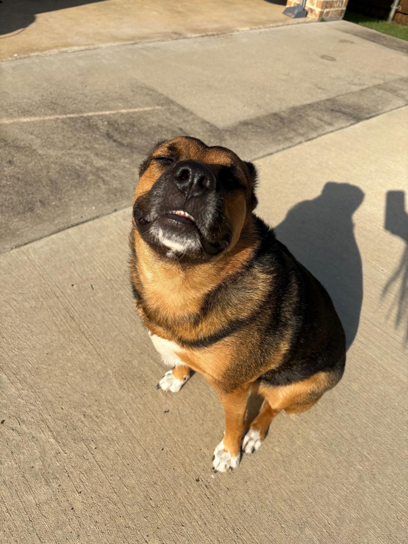 Gracie, Adoptable, Adult Female German Shepherd Dog & Labrador Retriever.