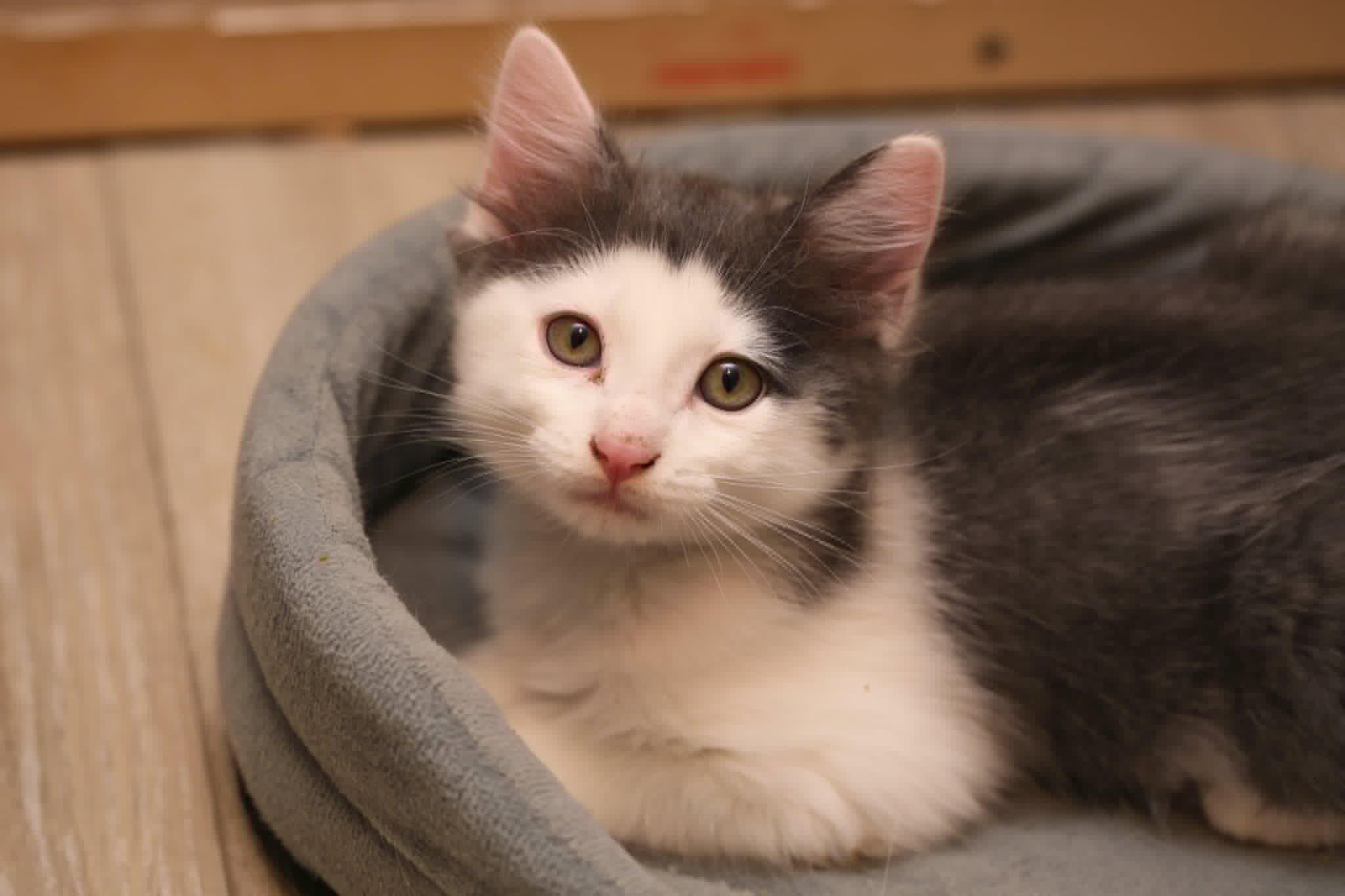 Enlarge Bob, a Adoptable Domestic Short Hair in Calgary, AB image 2/2