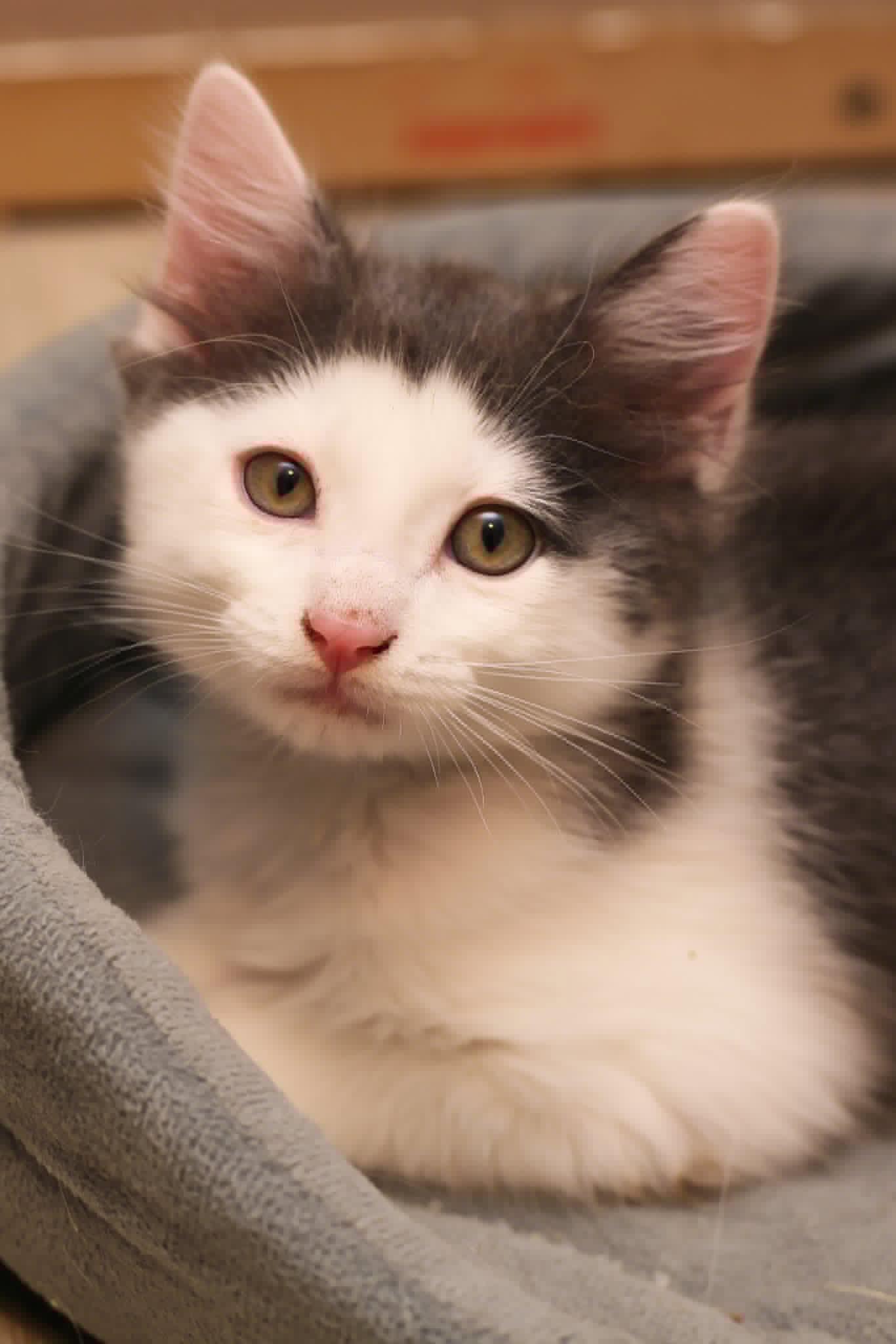 Enlarge Bob, a Adoptable Domestic Short Hair in Calgary, AB image 1/2