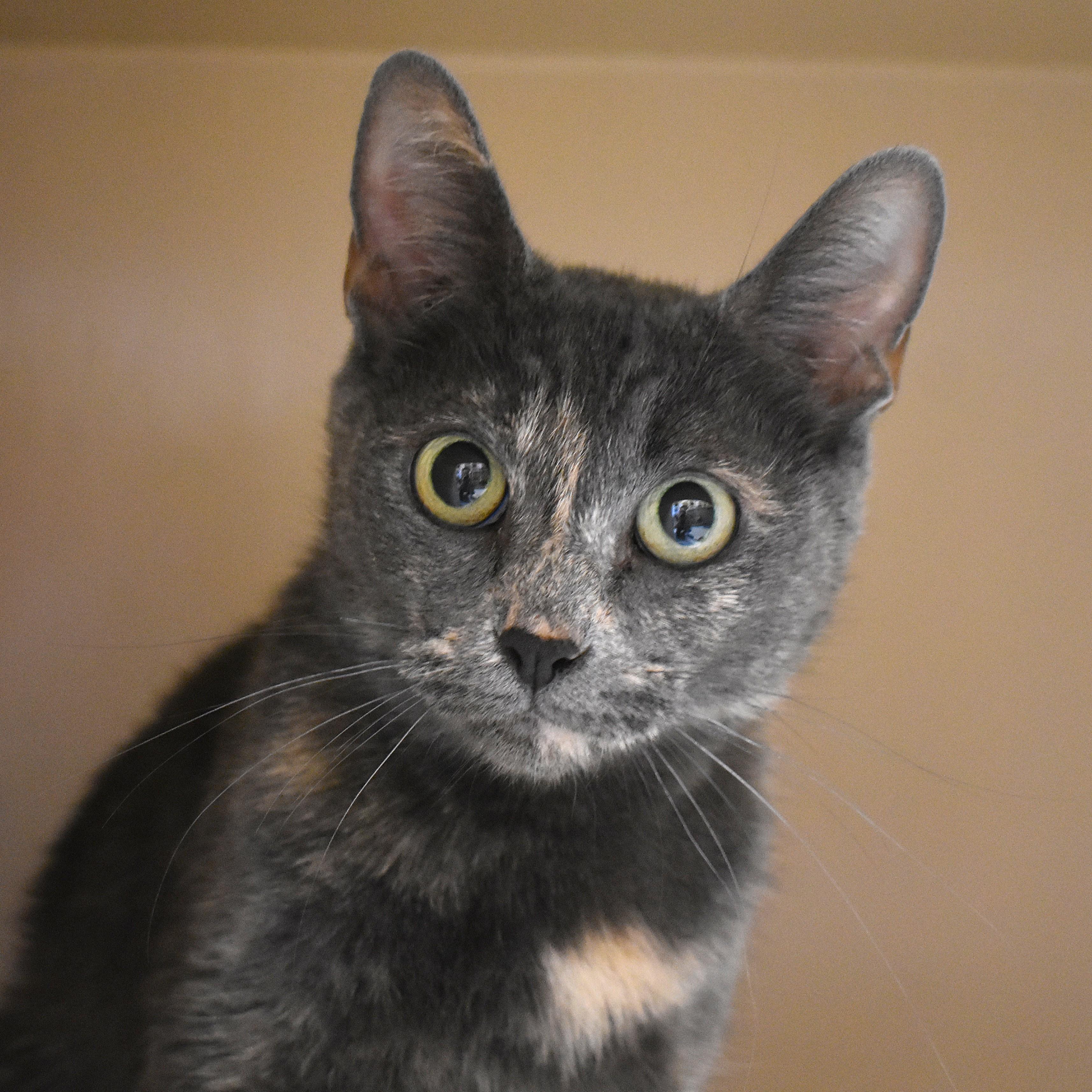 Katie, an adoptable Domestic Short Hair in Flagstaff, AZ, 86001 | Photo Image 1