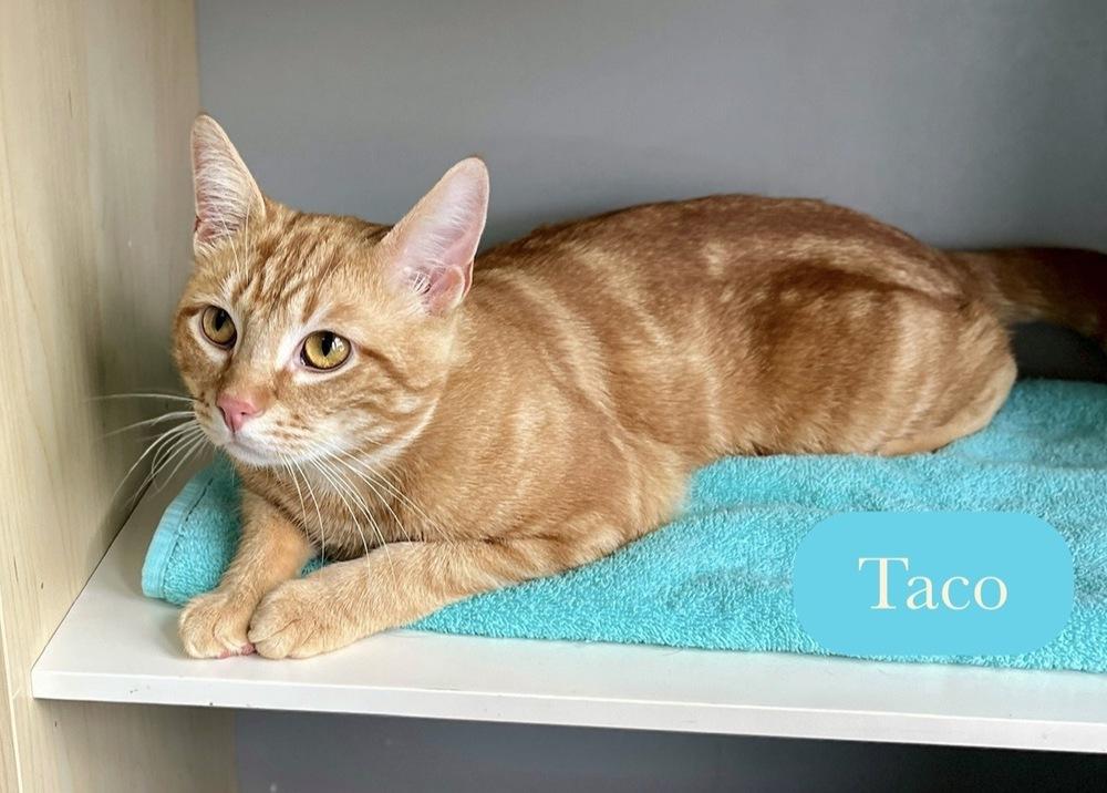 Enlarge Taco, a Adoptable Domestic Short Hair in Chalfont, PA image 1/6