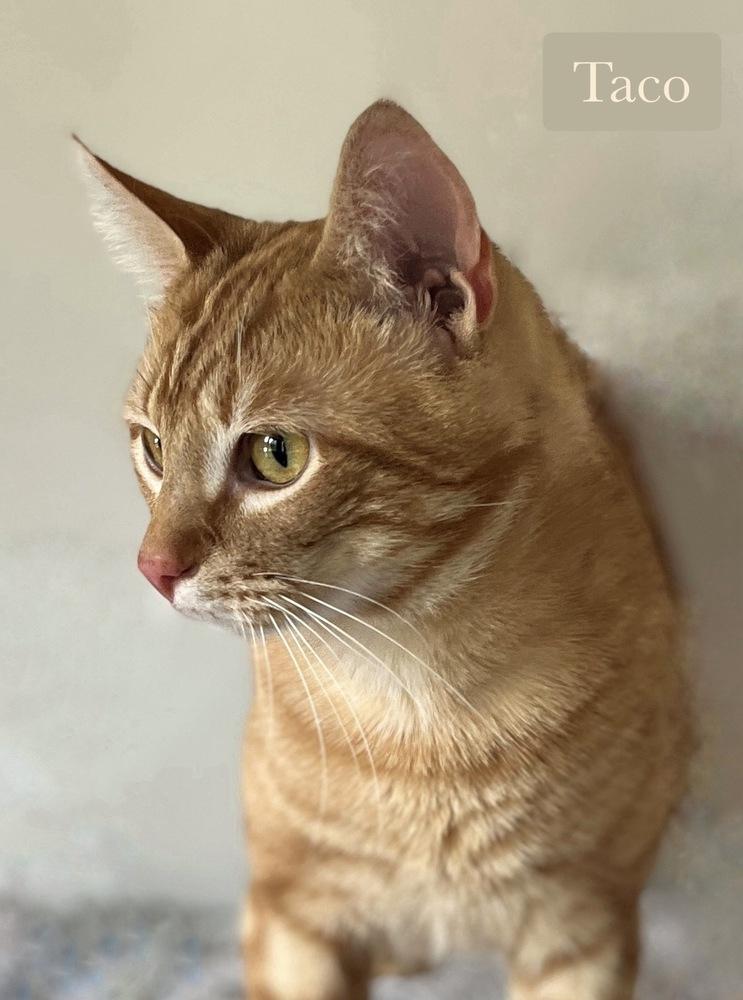 Enlarge Taco, a Adoptable Domestic Short Hair in Chalfont, PA image 2/6