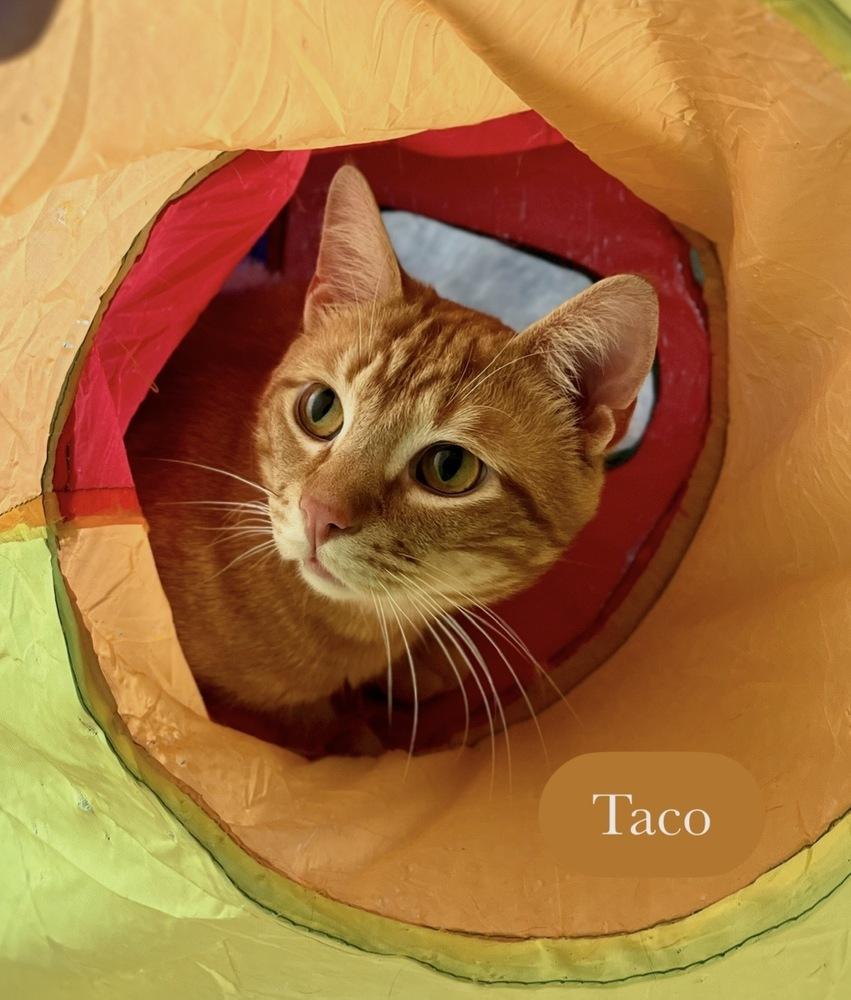Enlarge Taco, a Adoptable Domestic Short Hair in Chalfont, PA image 3/6