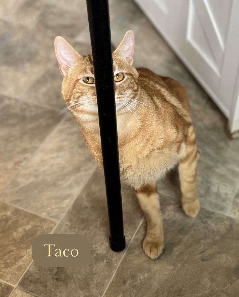Enlarge Taco, a Adoptable Domestic Short Hair in Chalfont, PA image 4/6
