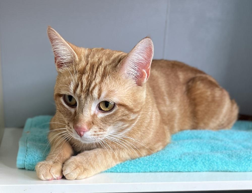 Enlarge Taco, a Adoptable Domestic Short Hair in Chalfont, PA image 5/6