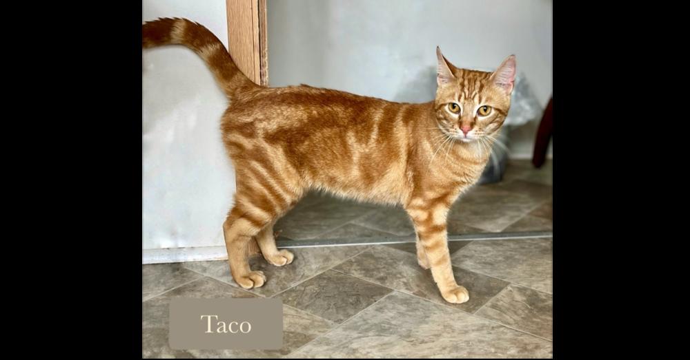 Enlarge Taco, a Adoptable Domestic Short Hair in Chalfont, PA image 6/6
