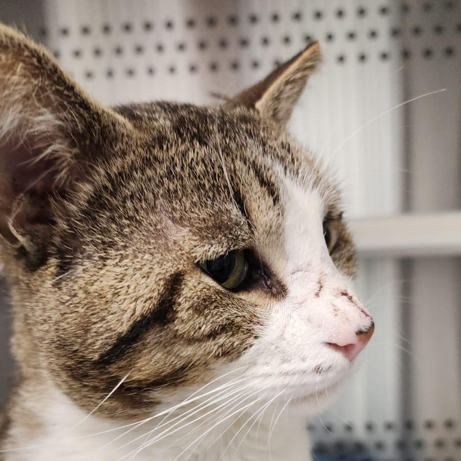 Enlarge Wally, a Adoptable Domestic Short Hair in Bowie, MD image 2/5