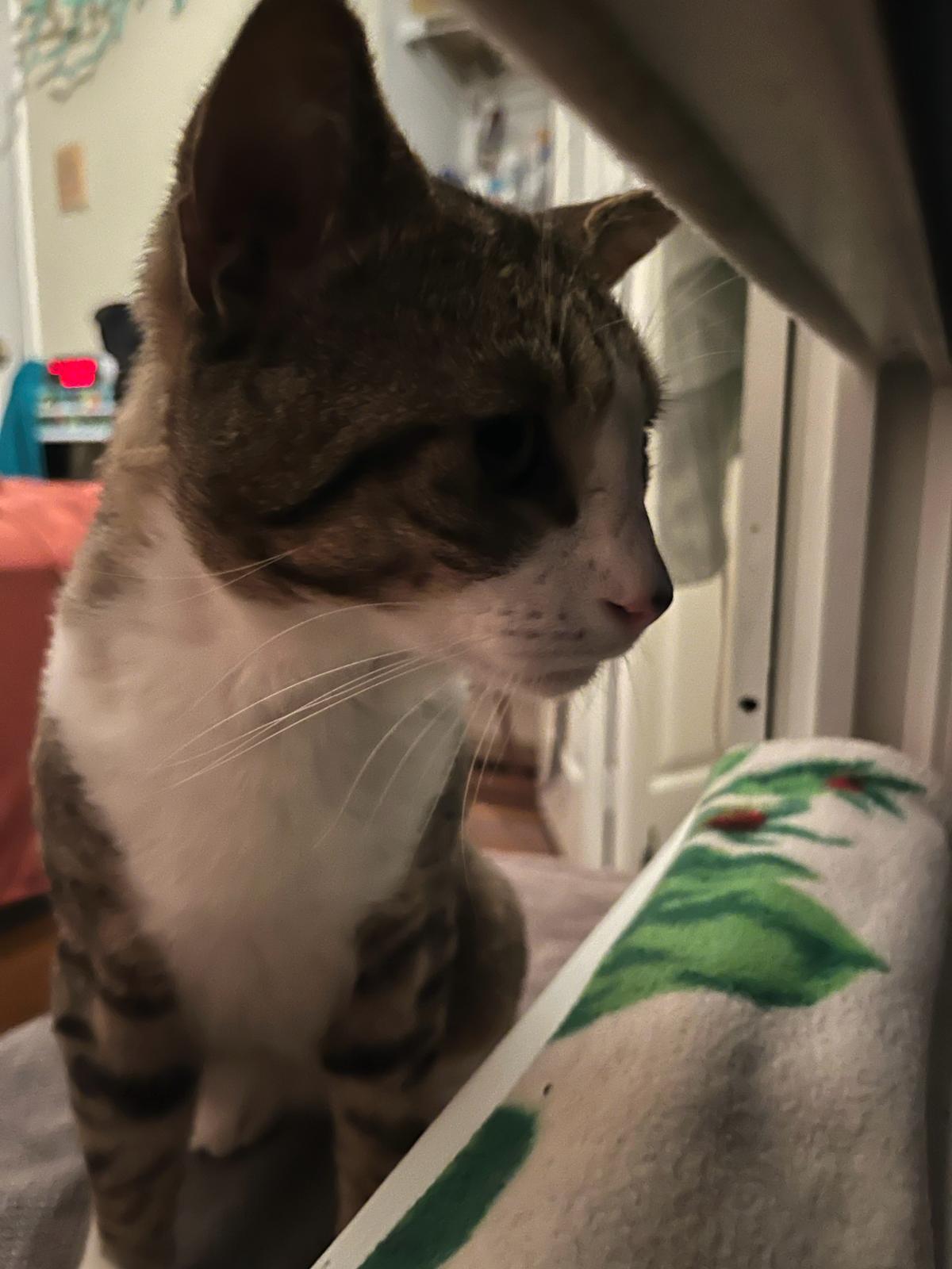 Enlarge Wally, a Adoptable Domestic Short Hair in Bowie, MD image 4/5