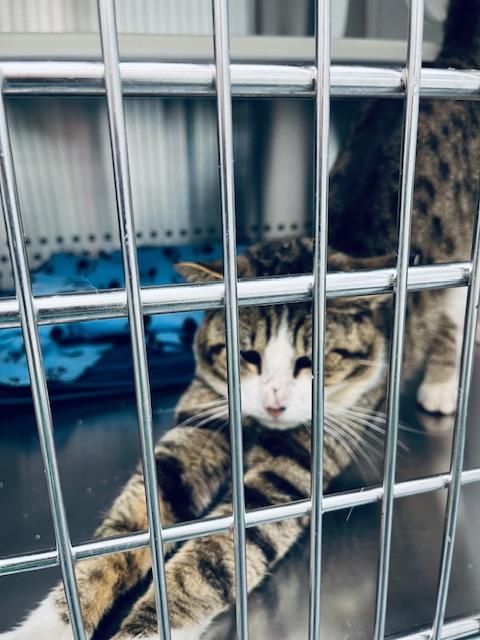 Enlarge Wally, a Adoptable Domestic Short Hair in Bowie, MD image 5/5